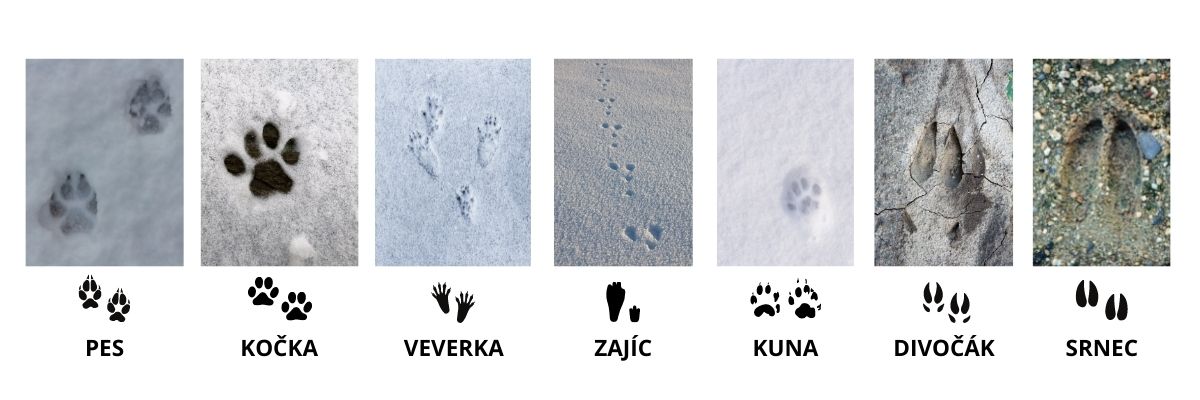 Stopy zvířat